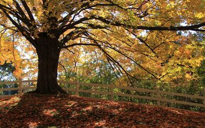 Red autumn leaves under a golden tree wallpaper