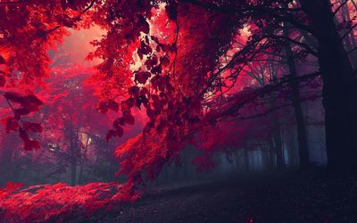 Red forest wallpaper