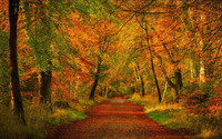Red path through the forest wallpaper 1920x1200 jpg