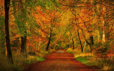 Red path through the forest wallpaper