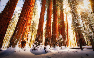 Redwood forest wallpaper