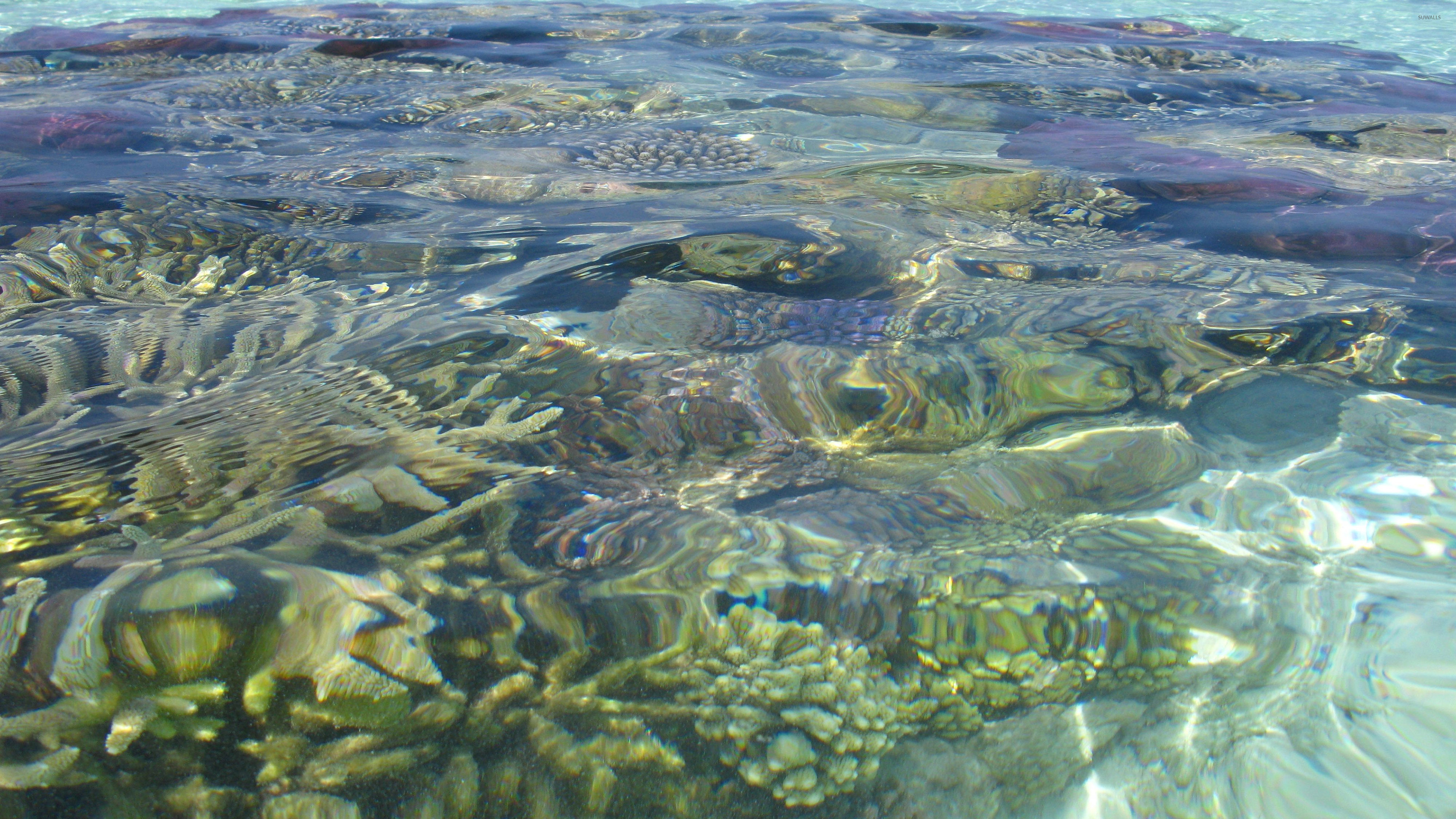 Reef In The Clear Water Wallpaper Nature Wallpapers