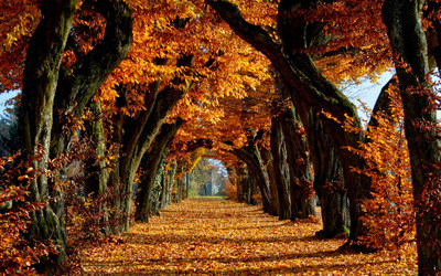 Road between trees Wallpaper