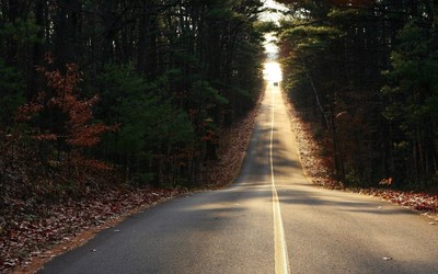 Road through the forest wallpaper