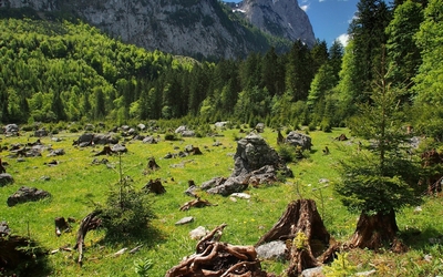 Rocks between the green grass by the green forest wallpaper