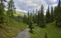 Rocky path towards the pine forest mountain wallpaper 2560x1600 jpg