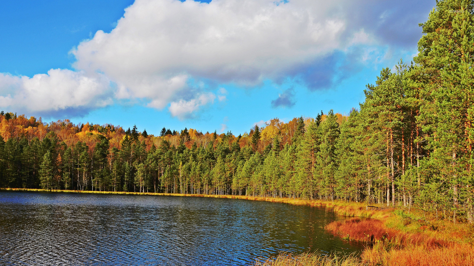 Rusty forest bordering the lake wallpaper - Nature wallpapers - #38475