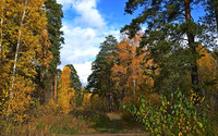 Shades of autumn in the forest [4] wallpaper 3840x2160 jpg