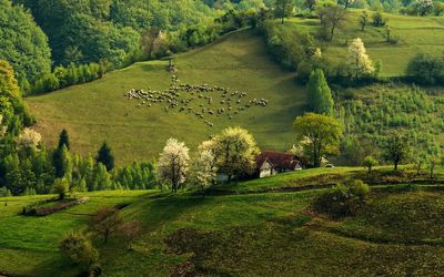 Sheep on green hill wallpaper