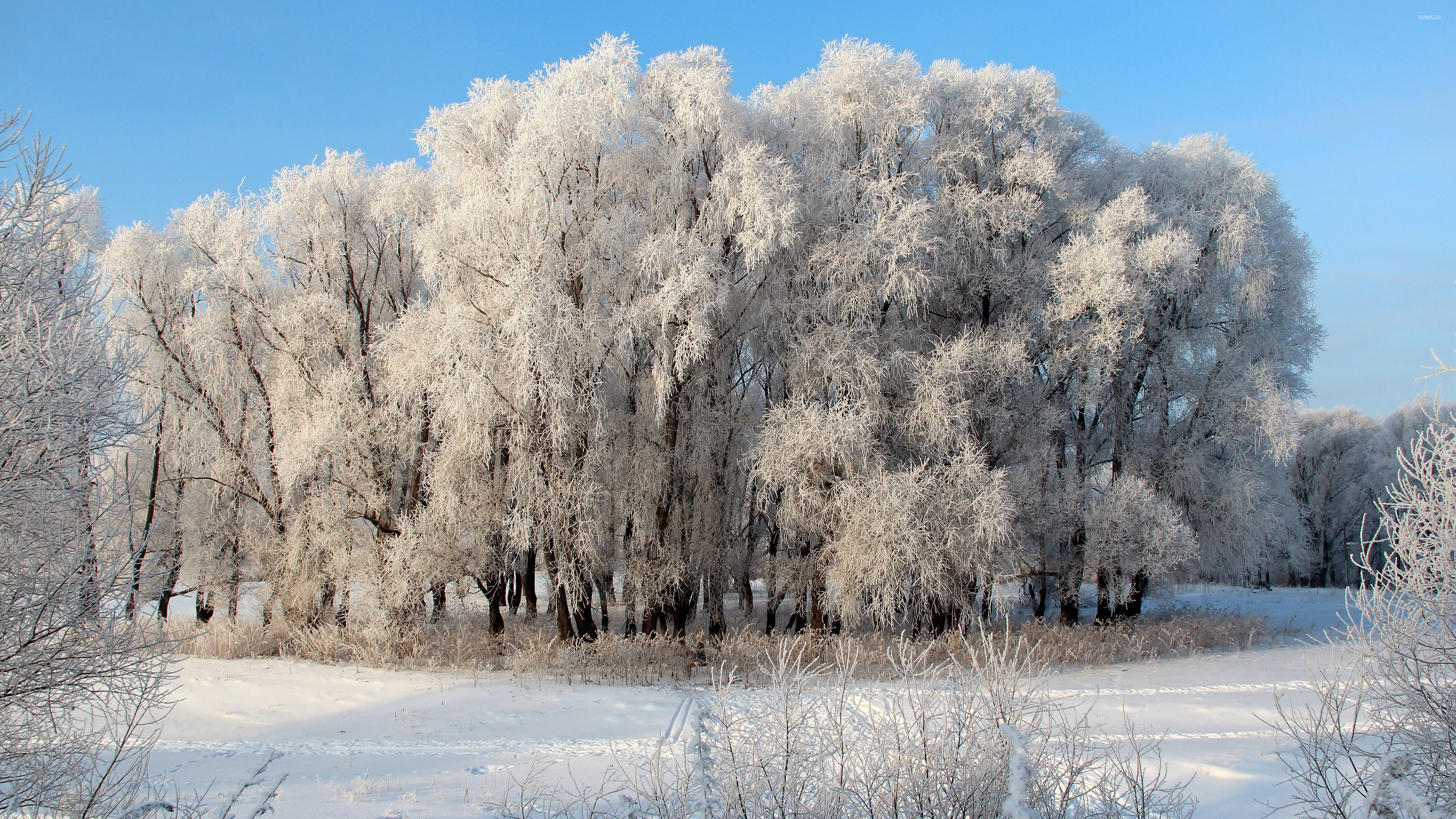 Январский день. Зима январь. Изображения зимней природы. Седая зима. Январь фотографии.