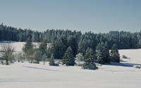 Snowy pine forest wallpaper 1920x1080 jpg