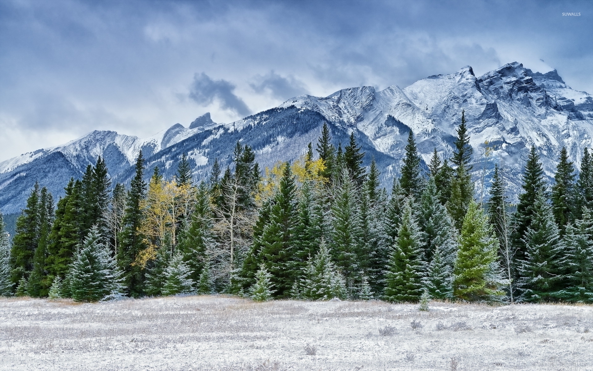 Snowy pine forest by the rocky mountains wallpaper - Nature wallpapers