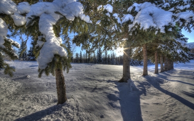 Snowy pine trees wallpaper