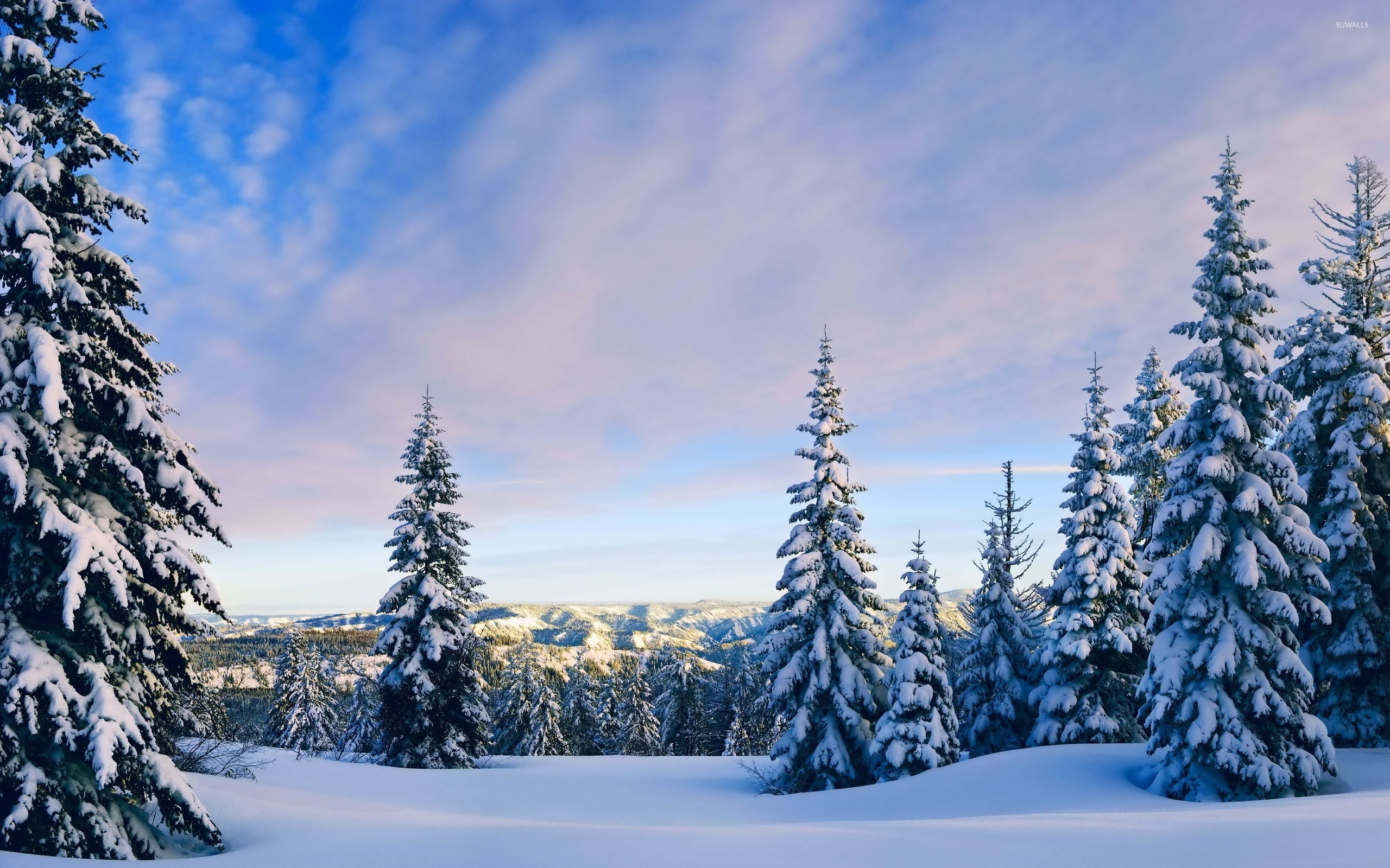Snowy pine trees rising towards the sky wallpaper - Nature ...
