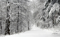 Snowy Road in the Forest wallpaper 1920x1200 jpg