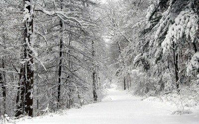 Snowy Road in the Forest wallpaper