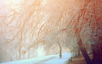 Snowy trees [4] wallpaper 1920x1200 jpg