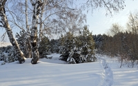Snowy trees [5] wallpaper 2560x1600 jpg