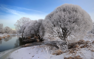 Snowy trees by the river Wallpaper