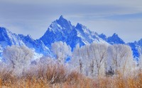 Snowy trees in front of the rocky mountain peaks wallpaper 2560x1600 jpg