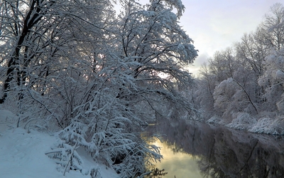 Snowy trees leaning towards the river Wallpaper