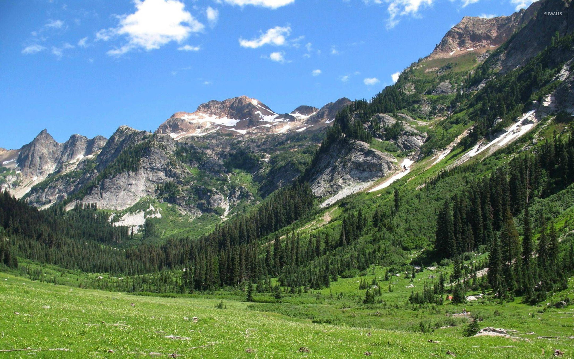 Spider meadow, Washington State Park wallpaper - Nature wallpapers - #31246