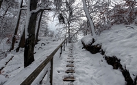 Stairway through the forest wallpaper 2560x1600 jpg