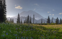 Stuning wildflowers on the field by the snowy mountains wallpaper 1920x1200 jpg