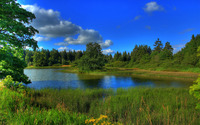 Summer at the forest river wallpaper 1920x1200 jpg