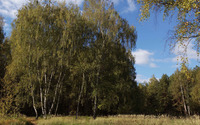 Summer birch forest wallpaper 3840x2160 jpg