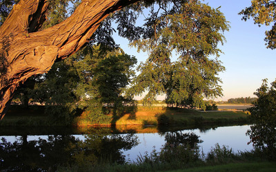 Summer sun on the tree by the river wallpaper