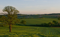 Summer sunset over the green field wallpaper 1920x1080 jpg