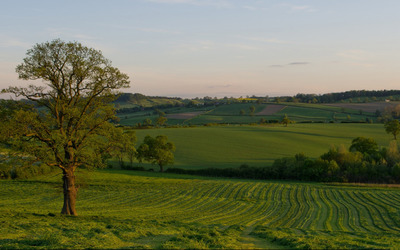 Summer sunset over the green field wallpaper