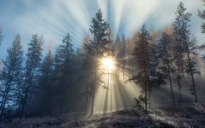 Sun light piercing through the foggy forest wallpaper