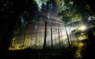 Sun shining through the forest Wallpaper