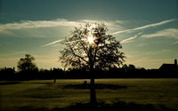 Sun through the trees branches wallpaper 2560x1600 jpg