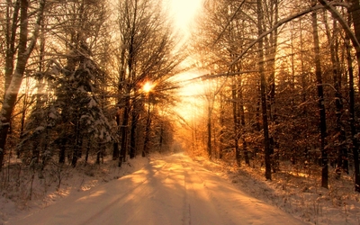Sun warming the snowy forest wallpaper