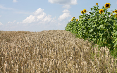 Sunflowers and wheat wallpaper