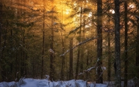 Sunlight through the forest [2] wallpaper 1920x1200 jpg