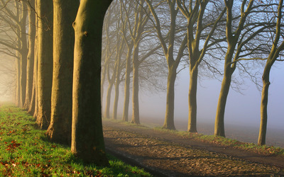 Sunlight upon the foggy trees wallpaper