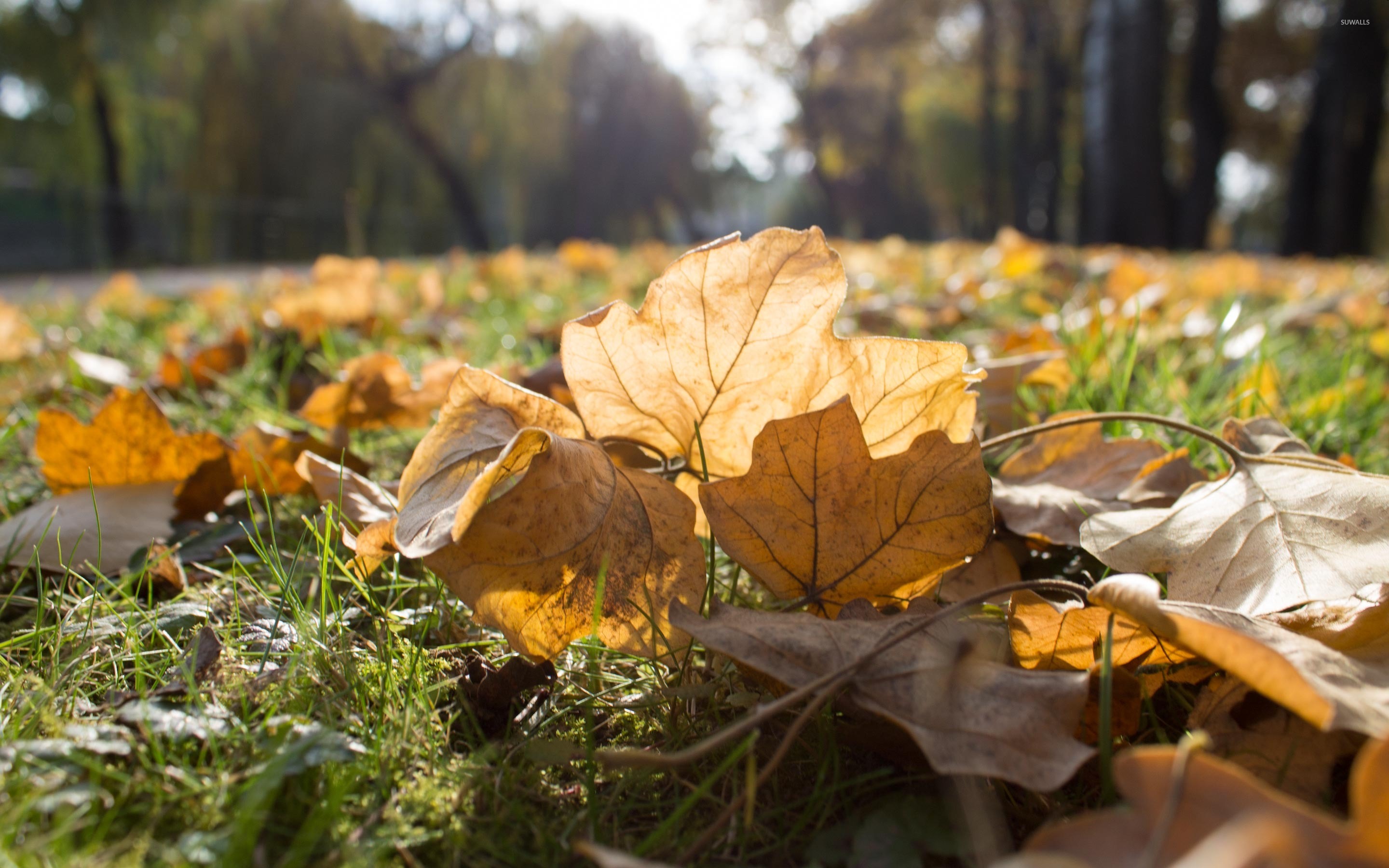 Sunshine over the dry leaves wallpaper - Nature wallpapers - #49017
