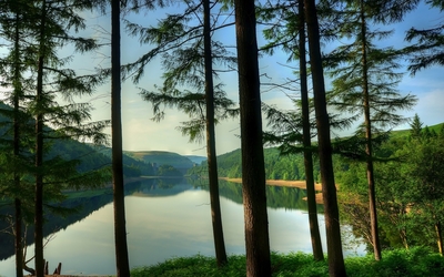 Tall trees by the lake wallpaper