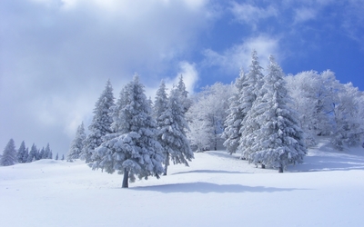 Thick snow on pine trees wallpaper