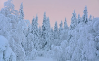 Thick snow on trees wallpaper 1920x1200 jpg