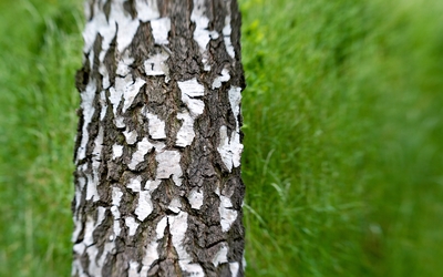 Tree bark [6] wallpaper