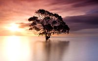 Tree in Nudgee Beach, Australia wallpaper 1920x1080 jpg