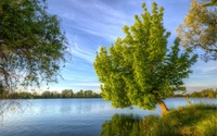 Tree leaning to the water wallpaper 2560x1600 jpg