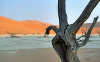 Tree logs on arid ground by the desert wallpaper 2560x1600 jpg