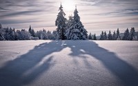 Tree shadowing on the snow wallpaper 2560x1600 jpg