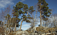 Trees growing on top of the rocky hills wallpaper 3840x2160 jpg